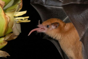 Vědci: někteří netopýři mají jazyky uspořádané jako dopravník Vědci: někteří netopýři mají jazyky uspořádané jako dopravník