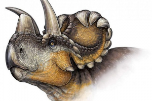 Vědci objevili nový druh dinosaurů - vendiceratops Vědci objevili nový druh dinosaurů - vendiceratops