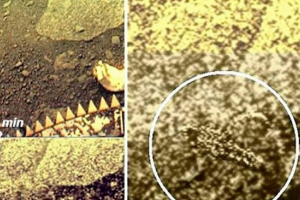 Vědci ukázali fotky scorpions a ptáků na venuše Vědci ukázali fotky scorpions a ptáků na venuše