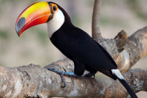 Vědci: selhání tropických zvířat změní klima Vědci: selhání tropických zvířat změní klima