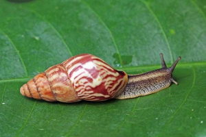Snails akhatina doma
