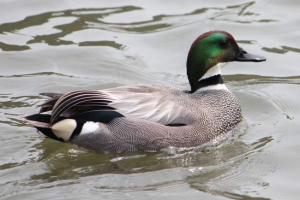 Duck-liner: co mají s mořským dravcem generála? Duck-liner: co mají s mořským dravcem generála?