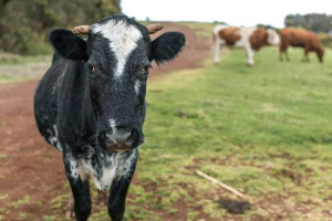 V oblasti amur, muž zastřelil krávy z pomsty V oblasti amur, muž zastřelil krávy z pomsty