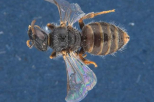 Austrálie objevená alkoholem a dlouhými bubny včely Austrálie objevená alkoholem a dlouhými bubny včely