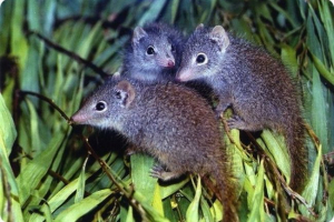 Australská zoo zachránila vzácné druhy zvířat Australská zoo zachránila vzácné druhy zvířat