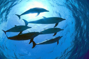 V baltském moři si všimli V baltském moři si všimli