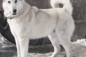 V bashkiria byl pes zastřelen sousedem pro kuřata