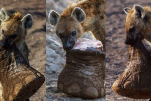 V botswaně, hyena kousl z nohy slona V botswaně, hyena kousl z nohy slona