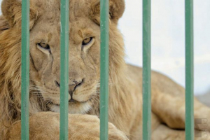V soukromé zoo gyumri hladovějící zvířata V soukromé zoo gyumri hladovějící zvířata