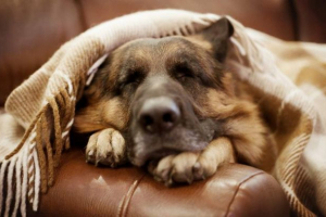 V cherkassy, majitel německého ovčáka našel alternativu k denní chůzi na ulici V cherkassy, majitel německého ovčáka našel alternativu k denní chůzi na ulici