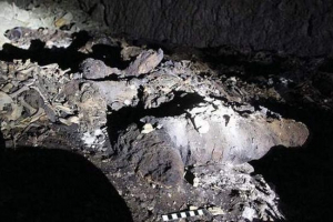 V egyptě našli masový pohřbení 8 milionů psů V egyptě našli masový pohřbení 8 milionů psů
