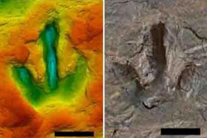 V německu našli otisky prstů dinosaurů nohou ve věku 142 milionů let V německu našli otisky prstů dinosaurů nohou ve věku 142 milionů let