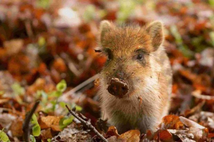 V řecku se narodil neobvyklý kanec V řecku se narodil neobvyklý kanec
