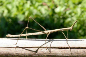V jihozápadní číně našel nejdelší hmyz na světě V jihozápadní číně našel nejdelší hmyz na světě