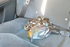 V kanadě, taxikář lesamed rodina kachna