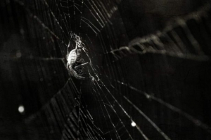 V číně se žena v uchu usadila pavouk a splash tam V číně se žena v uchu usadila pavouk a splash tam