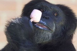 V zoo leningrad, zvířata jíst ledové dorty