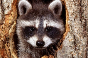 Los angeles otevřel útočiště pro mývalové