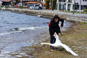 V makedonii, turista utrpěl labuť pro selfie V makedonii, turista utrpěl labuť pro selfie