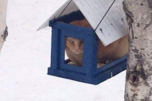 V nizhnevartovsk, kočka odstranila svůj byt V nizhnevartovsk, kočka odstranila svůj byt