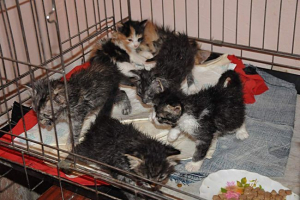V jednom z měst kanady jsou koťata hozena do urny V jednom z měst kanady jsou koťata hozena do urny