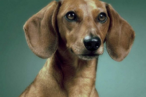 V omsk, neznámé osoby sečily kyselinou