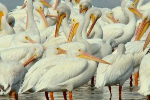 Panama našel obří hejno pelikánů