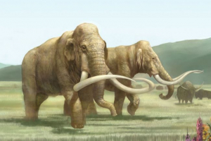 V oblasti perm byl nalezen masový pohřbení starých zvířat