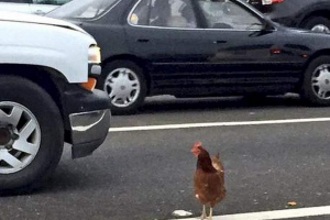 V san franciscu, oni zatčili kuře, blokovanou silniční provoz