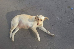 Ve voronezh byl těhotný pes inspirován v dlaždičních deskách Ve voronezh byl těhotný pes inspirován v dlaždičních deskách