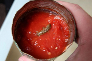 V plechovce s rajčaty, našel mrtvou ještěrku V plechovce s rajčaty, našel mrtvou ještěrku