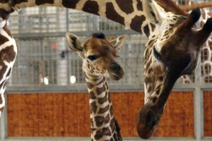 V zoo dallasu zemřeli mláďata žirafy, narozených online V zoo dallasu zemřeli mláďata žirafy, narozených online