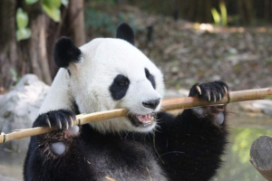 V čínské zoo žije panda školník V čínské zoo žije panda školník
