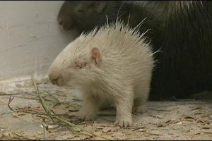V zoo penza se narodil bílý dico V zoo penza se narodil bílý dico