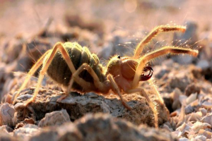 Velbloudí spiderman