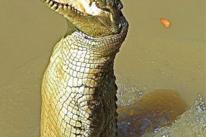 Video z létající krokodýla dobyl internetoví uživatelé Video z létající krokodýla dobyl internetoví uživatelé