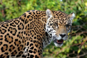Video boj jaguar s krokodýlem podmanil si internet Video boj jaguar s krokodýlem podmanil si internet