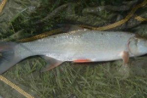 Řezání: pro to, co ryby dala takové jméno?