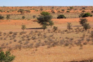 Hádanky života v poušti kalahari Hádanky života v poušti kalahari