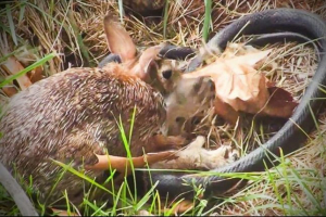 Zajíček dal kořist had vraha Zajíček dal kořist had vraha