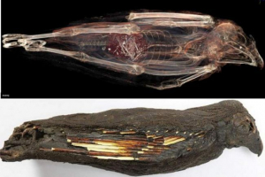 Zaměřil se na smrt: proč starověcí egypťané prováděli podivné rituály s dravými ptáky? Zaměřil se na smrt: proč starověcí egypťané prováděli podivné rituály s dravými ptáky?