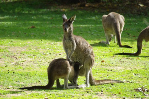 Západní šedý klokan: skutečný obří Západní šedý klokan: skutečný obří