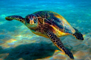 Zelená želva Zelená želva