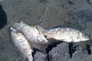 Teplo v regionu rostov vedlo k masové smrti ryb