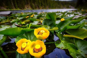 Žlutá silnice Žlutá silnice