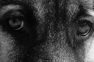 Žena jel po městě, svázala svého psa do auta Žena jel po městě, svázala svého psa do auta