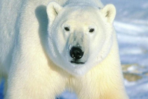 Zhumader hodil živý psík a odstranil ho na video Zhumader hodil živý psík a odstranil ho na video