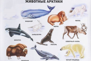 Zvířata arktidy. Popis, názvy a vlastnosti zvířat arktidy Zvířata arktidy. Popis, názvy a vlastnosti zvířat arktidy