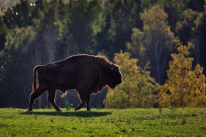 Red book of kaluga regionu Red book of kaluga regionu