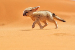 Domácí mazlíčci a polo-pouštní zvířata